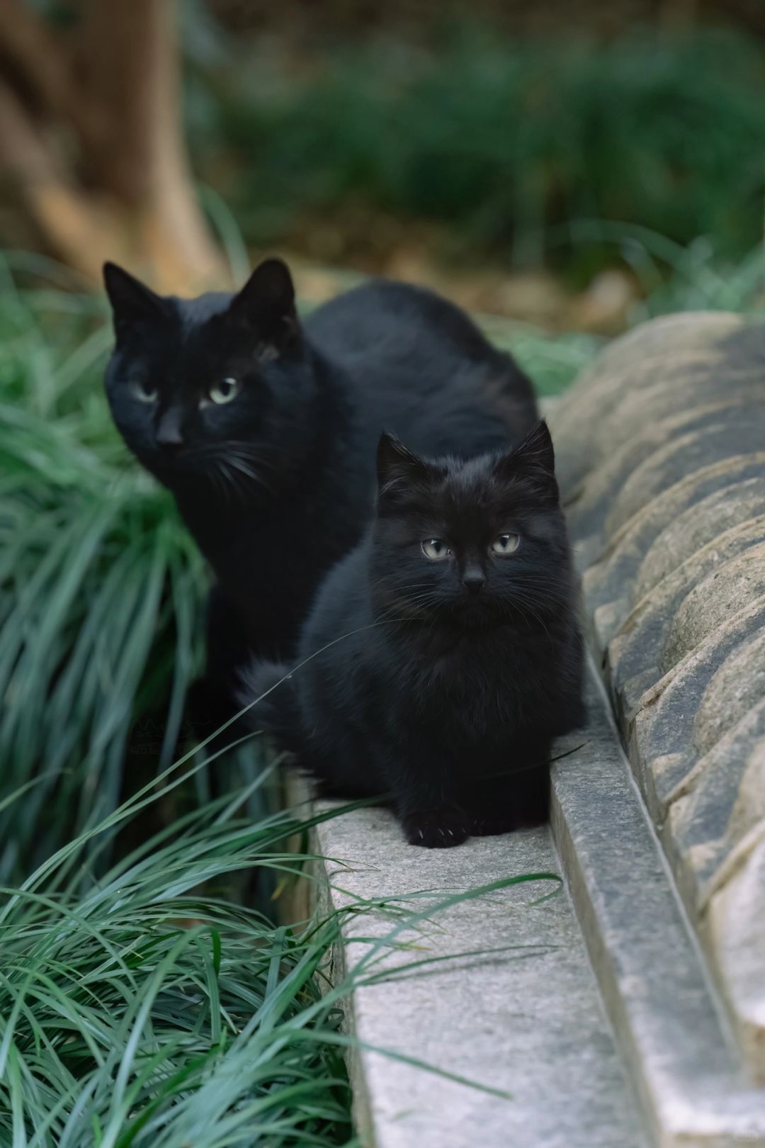 治愈人心的猫猫日历壁纸（二）