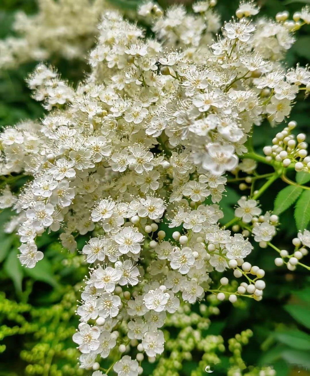 种植珍珠梅1. 栽培方式：园土+腐叶土，中性微碱土壤都适配；落叶灌木，根系发达，
