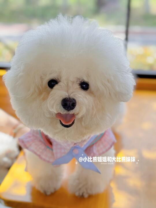 今日营业小狗上线