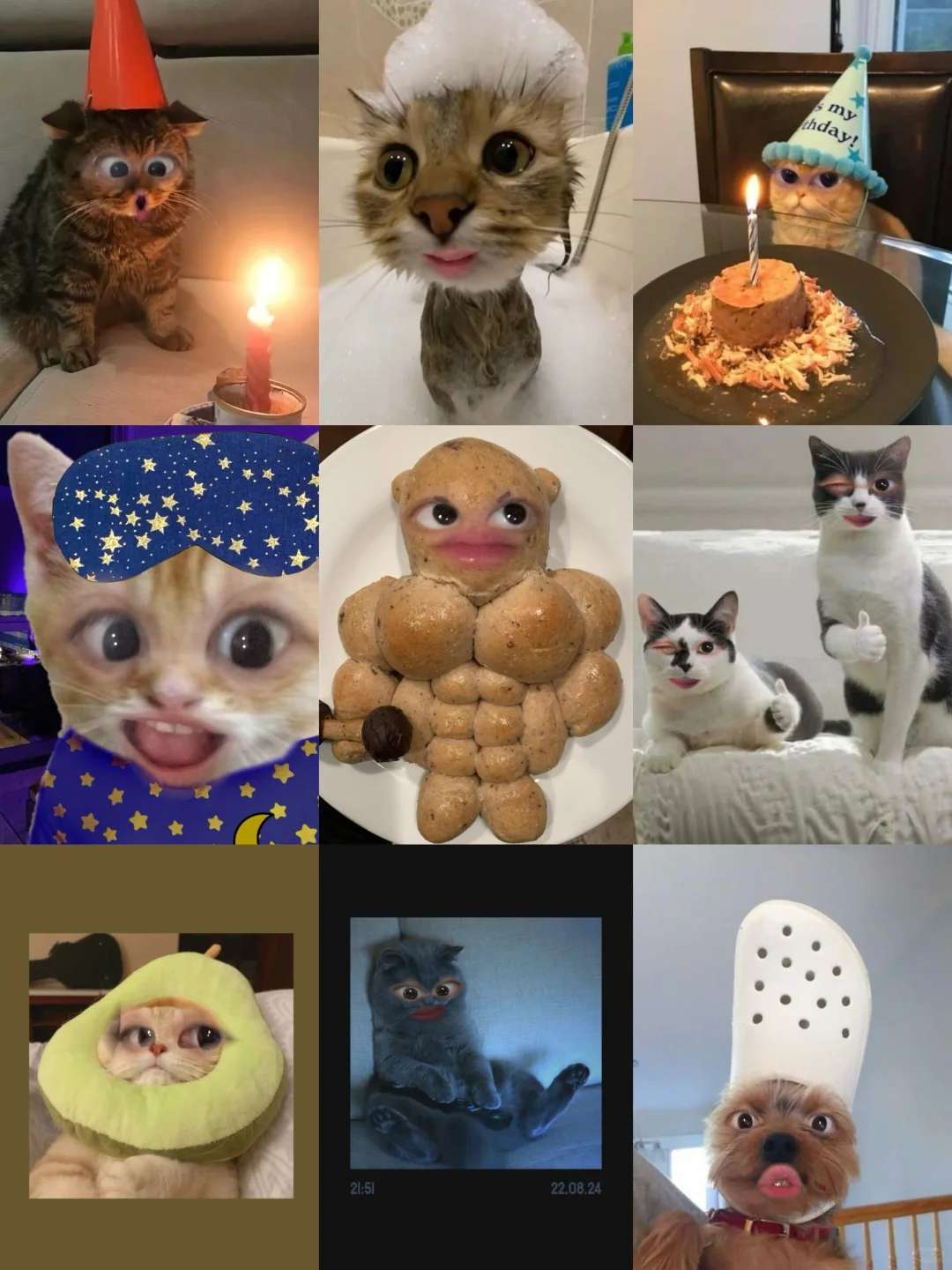 Snapchat可爱动物特效💗🐈🦮🥰