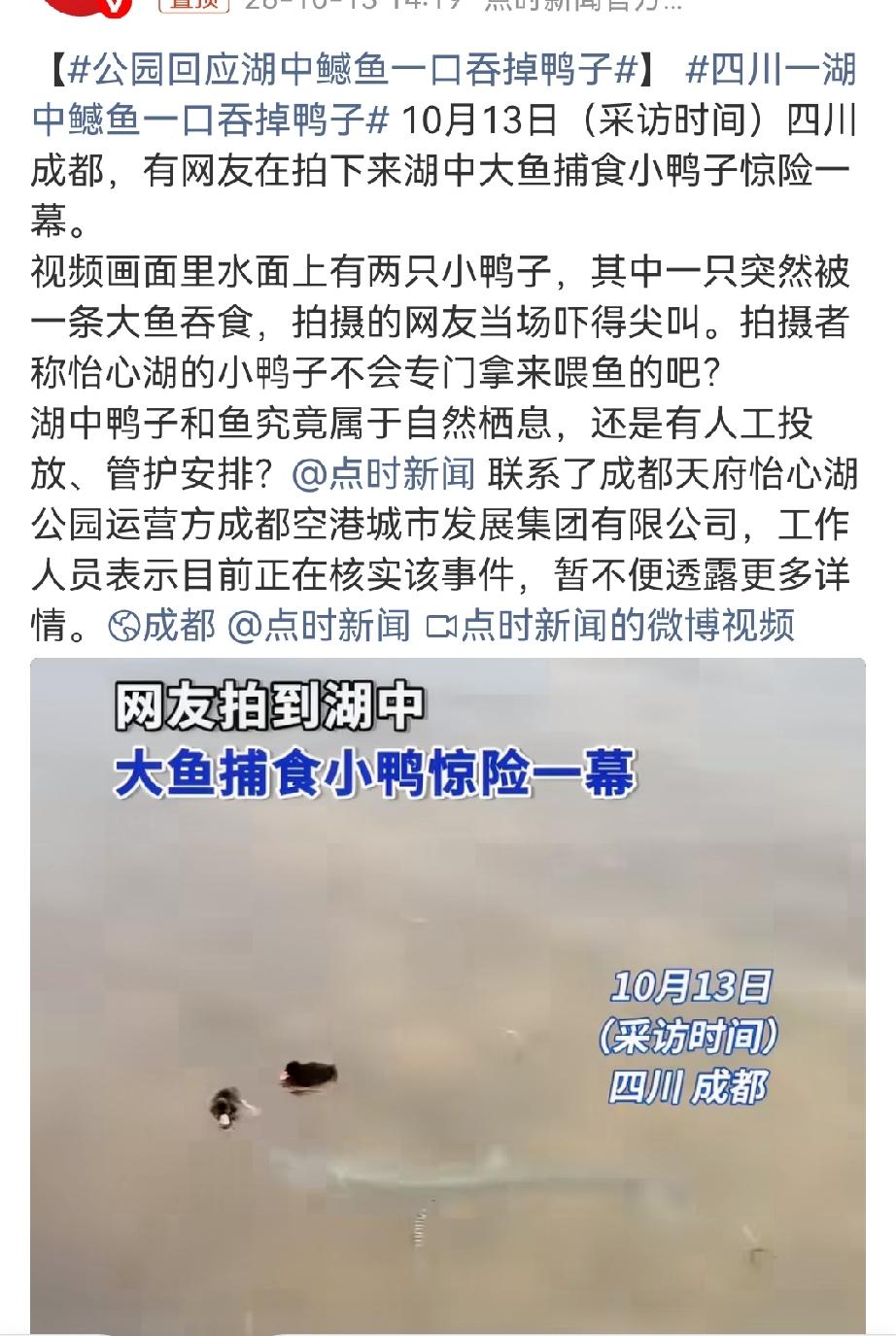 成都怡心湖1条大鱼1口吞掉小鸭。10月13日网友视频拍下2只小鸭子遇险，你真觉得
