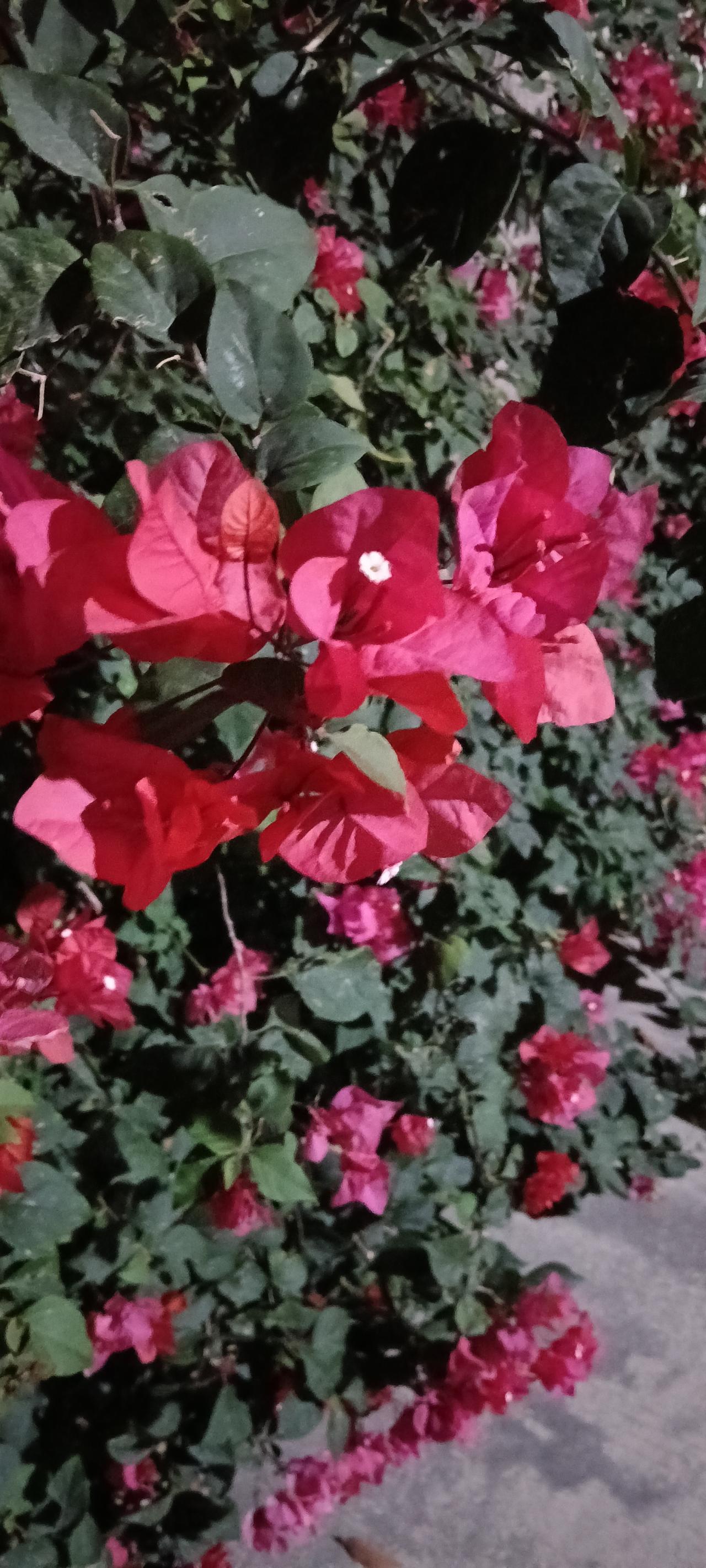 晚间散步，随手一拍。