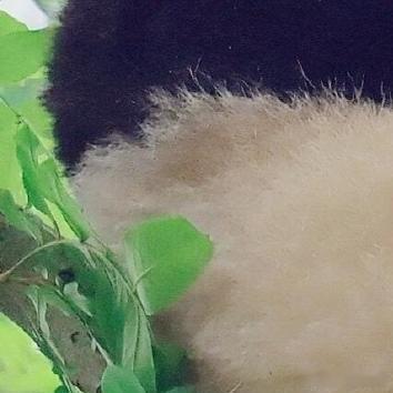 熊猫守护者 | 熊猫守护者‬ 把握现在，微笑向暖。既然太阳也有黑点，那么，人生也