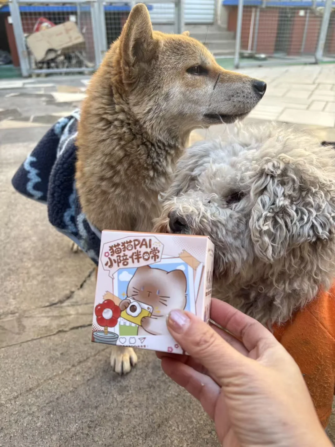 买一个小咪盲盒可云养一只属于自己的修勾哦