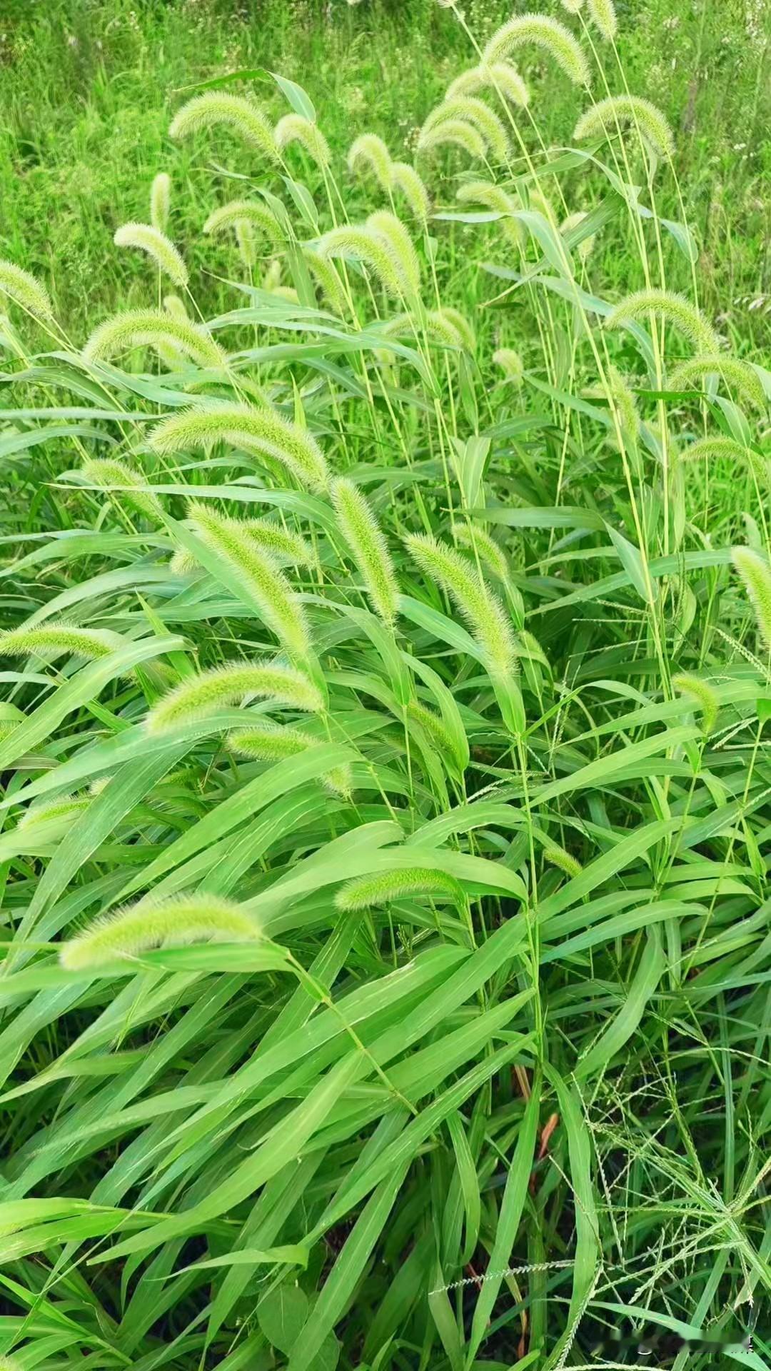 自由
侃篱笙(高树业)

跌落在田野里的谷子，
摆脱了脱粒之痛苦，
摆脱了曝晒之