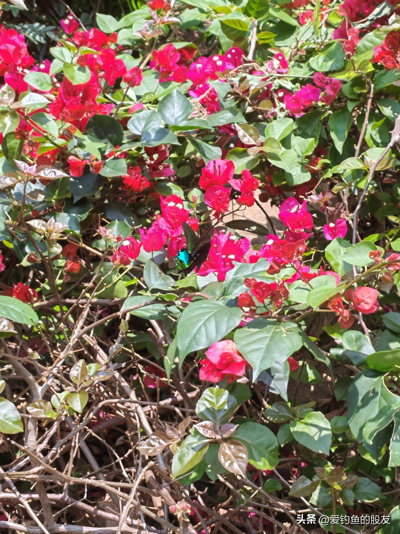 昨天还是花团锦簇，艳阳天几小时飞机有就是大雪纷飞，三月的天下雪了