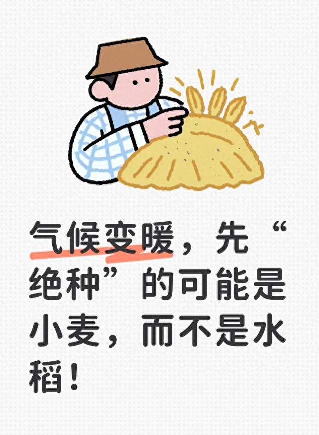气候变暖，先“绝种”的可能是小麦，而不是水稻！
