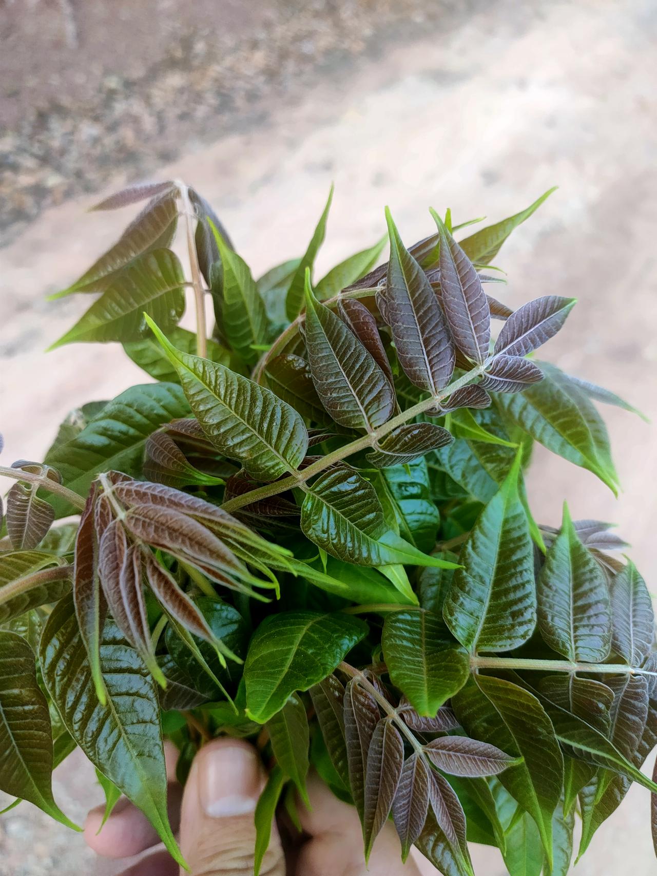 最近天也热起来啦！
植被树木，也已进入萌芽、开花期。
我在外面散步时，看到下面这