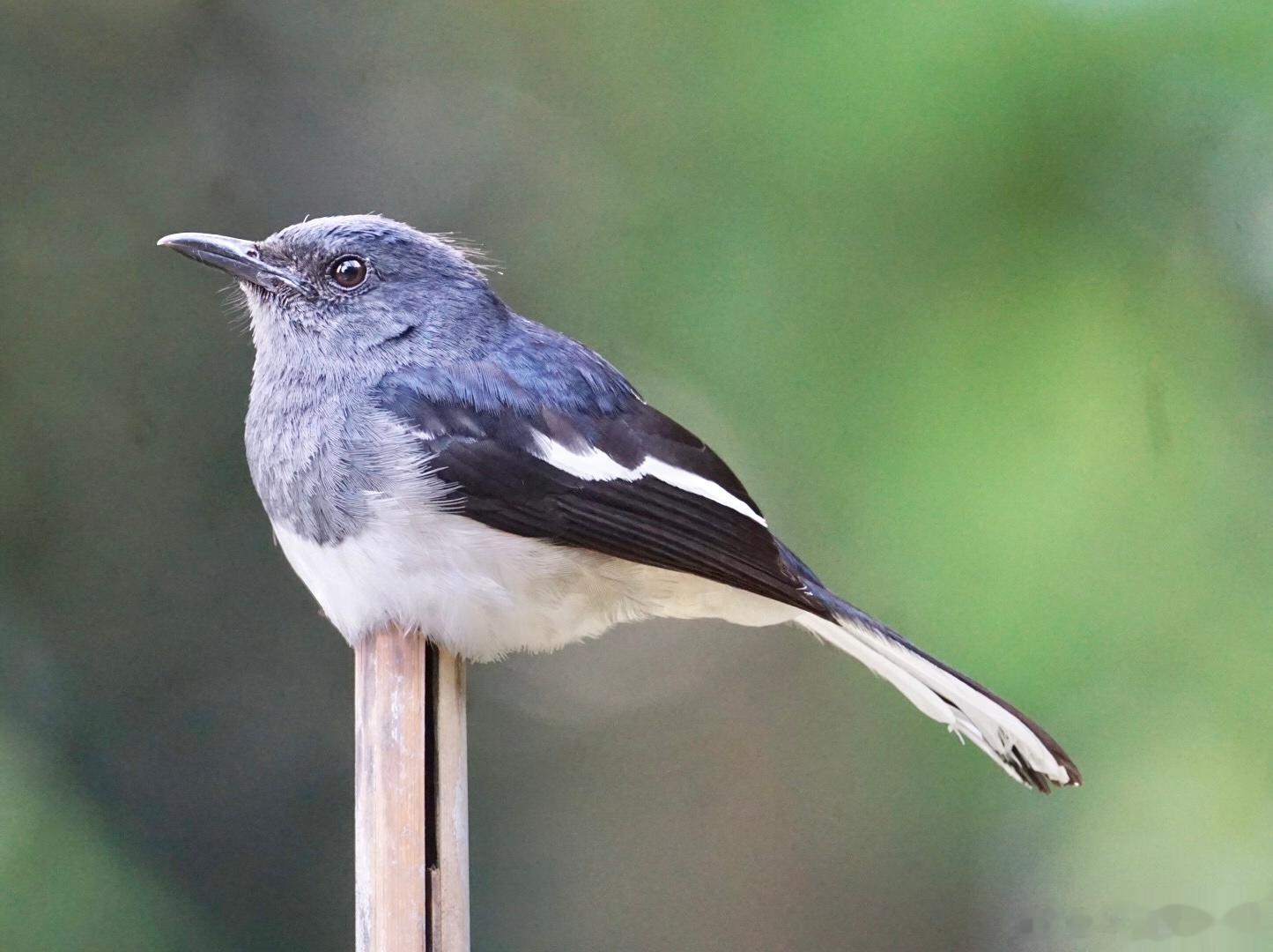 #鸟粉投稿# 蹲竹竿上的鹊鸲qú爪爪藏起来了！ ​​​