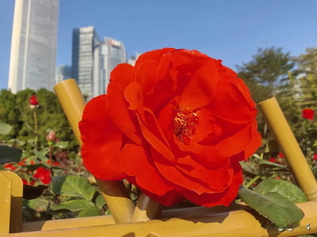 随拍月季花分享~

人总要找点事做，让自己忙而充实！

拍花是一种享受，美了眼！