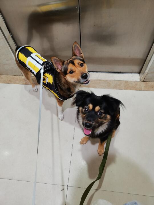 因为遛狗每天被迫走1万步