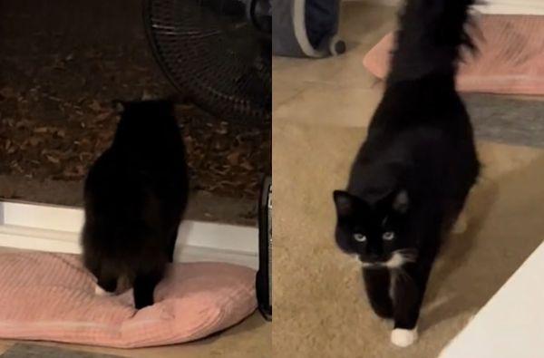 万物皆有情！国外一只奔驰猫「罗科（Rocco）」超级善良，每天一到晚餐时间，就会