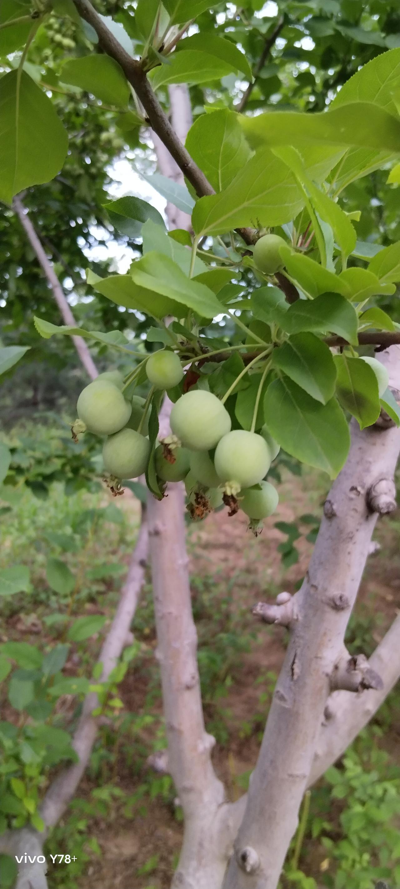 今天中午路过一个水果摊，只见一个中年妇女正和卖水果的摊贩吵架。
老板是一个农村来
