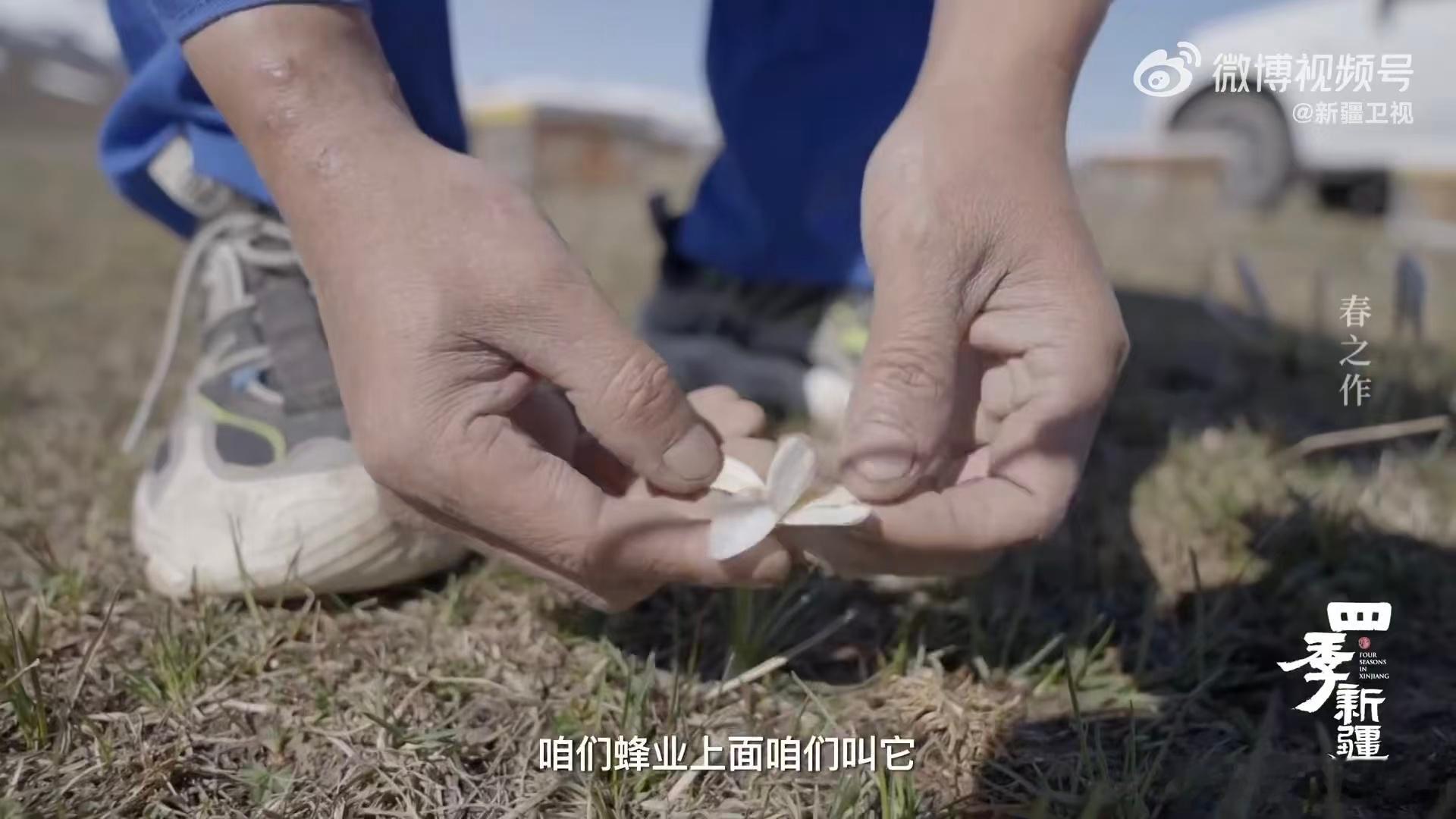 追寻天山报春花是养蜂人的春天仪式天山送给蜜蜂的春天第一口粮 没有诗意滤镜，只有踩