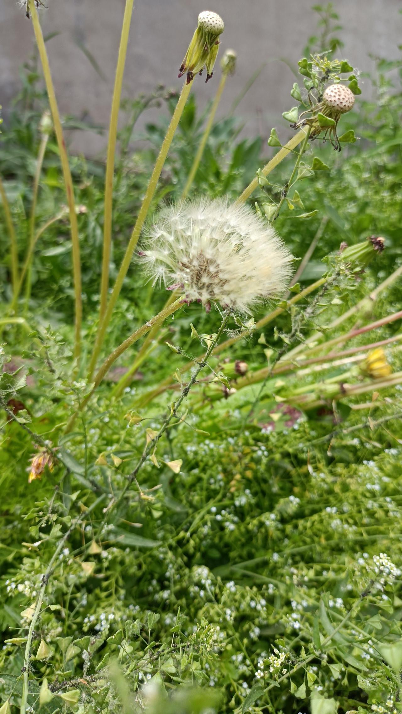 这种说法太偏激了，也太伤人。
 
没钱不代表窝囊，
更不该被比作垃圾或狗。
这世