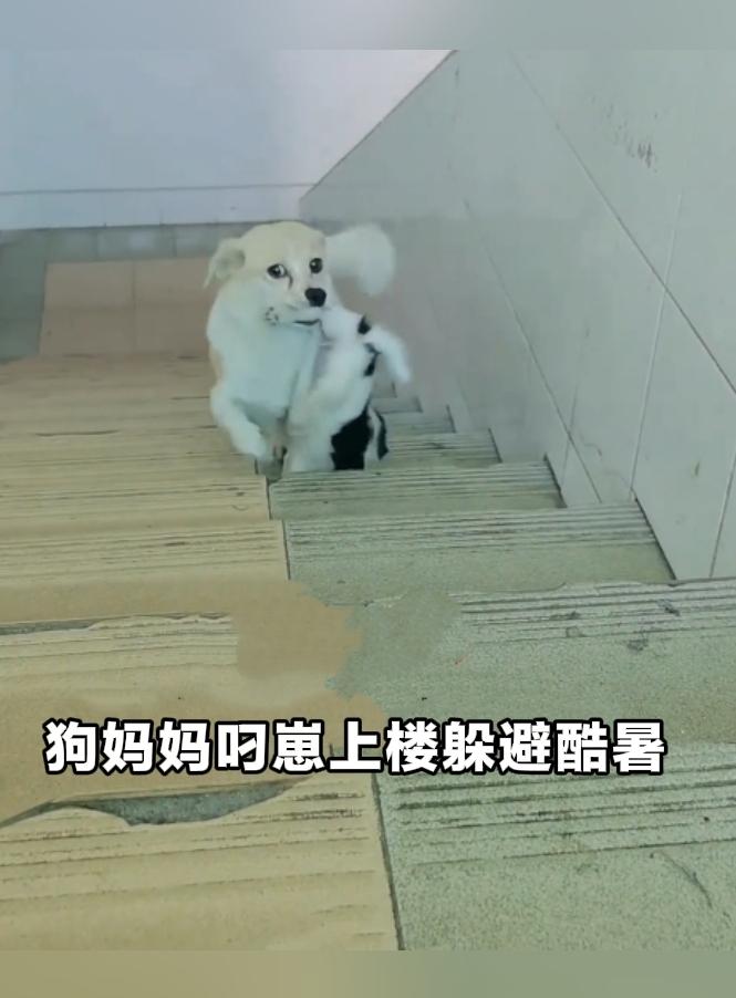 母爱不分物种！广州狗妈妈辛苦奔波，只为幼崽躲避酷暑。
 
动物的母爱，同样让人看