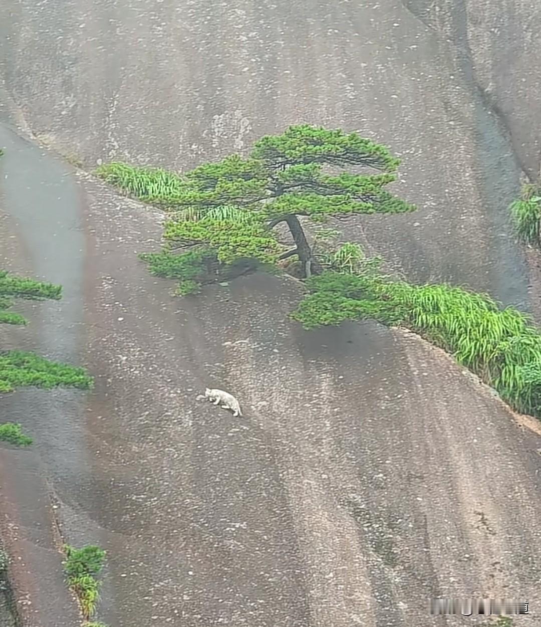 网友在黄山拍到的迎客松下的哈吉米。现在流浪猫真的达到泛滥的地步。不管是景区，野外