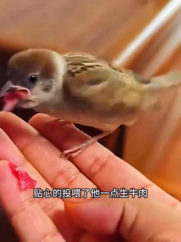 为了躲雨竟然落在了人家的车窗上。它是我见过最聪明的麻雀，仔细观察发现它好像是受伤