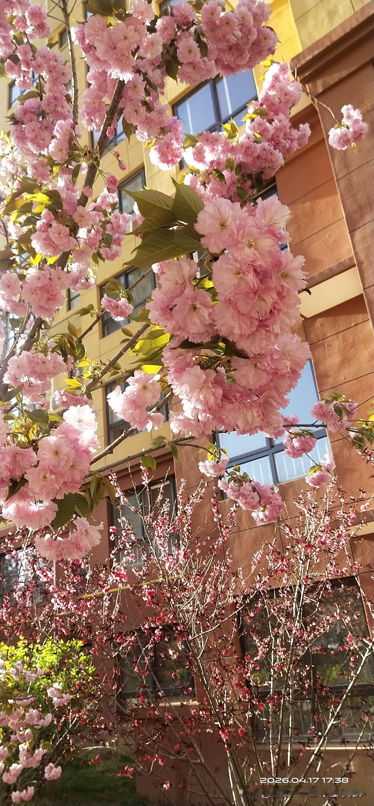 发一张你相册最近拍的花楼下的樱花好美，粉嫩粉嫩的，看着心情都好！