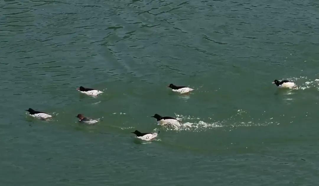 连续12年！它们又来了~