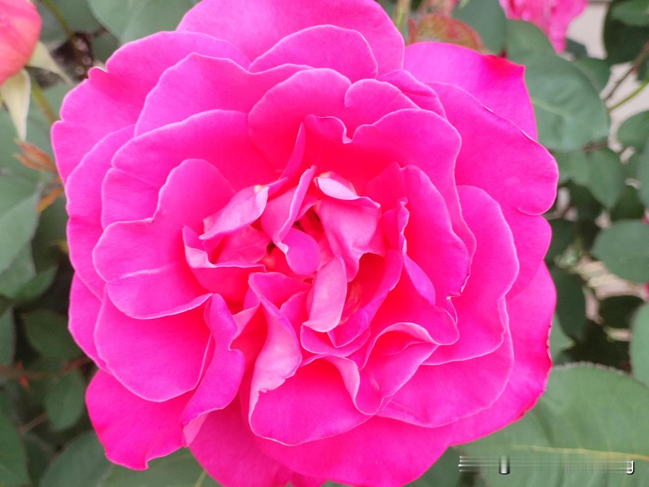 唯有此花开不厌，一年长占四时春。
月季花开富贵，色彩斑斓，犹如人生丰富多彩！