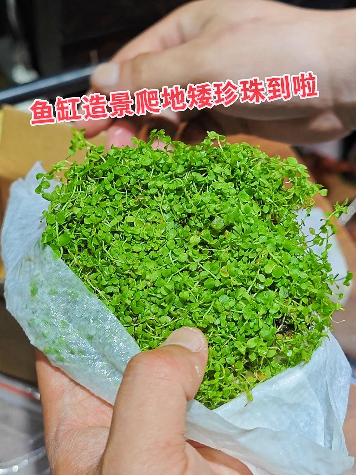 想让你的鱼缸变身梦幻草原吗？爬地矮珍珠，宛如绿色绒毯，紧密贴附缸底，自...