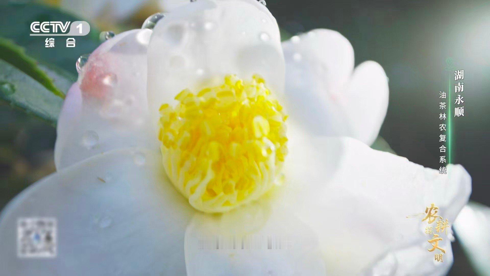 油茶树是植物界的时间管理大师这么拼的树你见过吗 湖南永顺的油茶树太会了！老茶果还