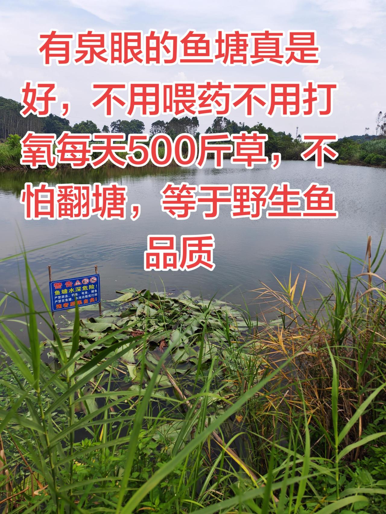有泉眼的鱼塘就是好。不用喂药，天天喂料也不怕养鱼养鱼日记 农村生活 玩法合伙人计
