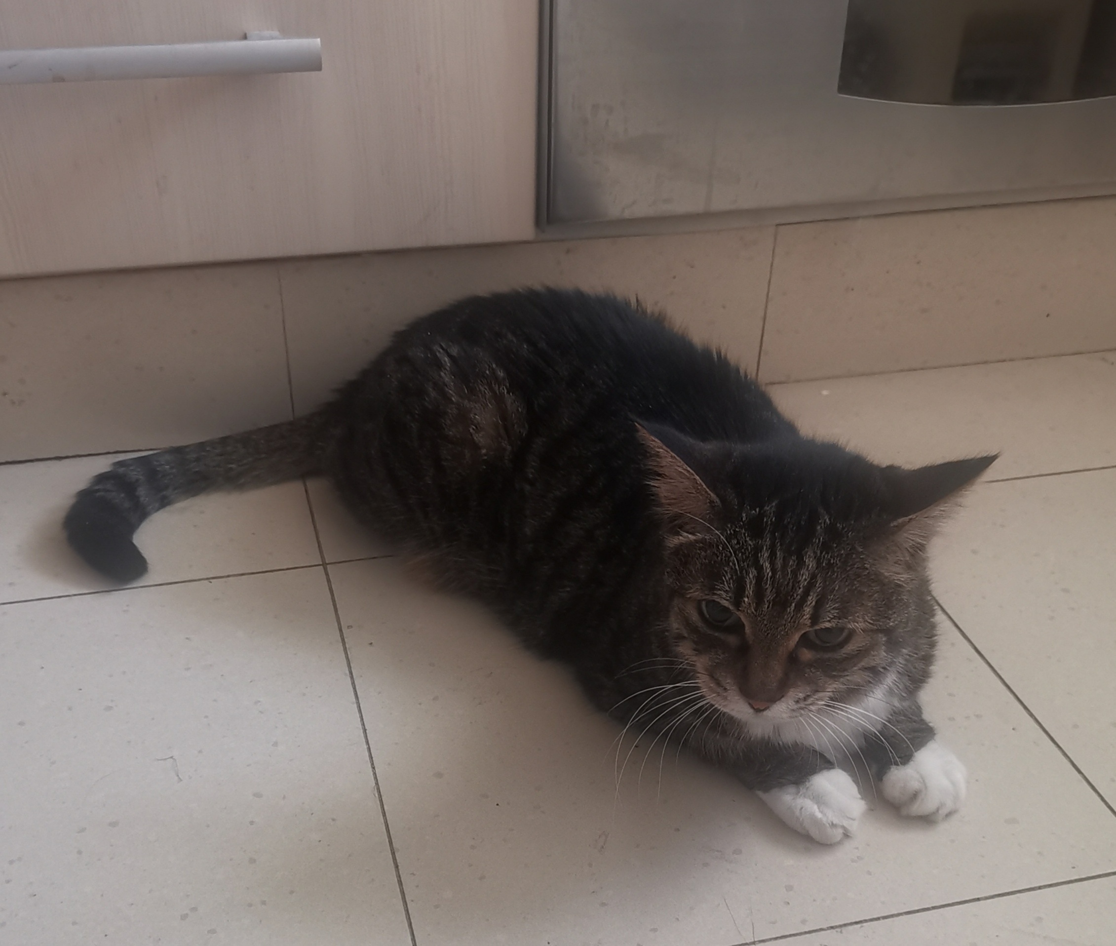 猫宁。今日多帅强弟。一日二猫，洋猫尾巴高翘，中猫“萌”虎下山。