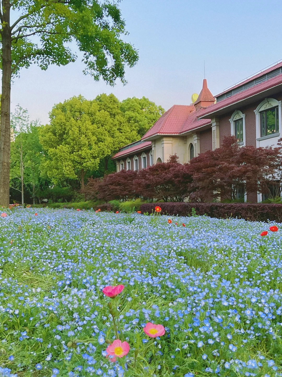 蓝色花海➕🆓儿童乐园‼️专属儿童的春和景明