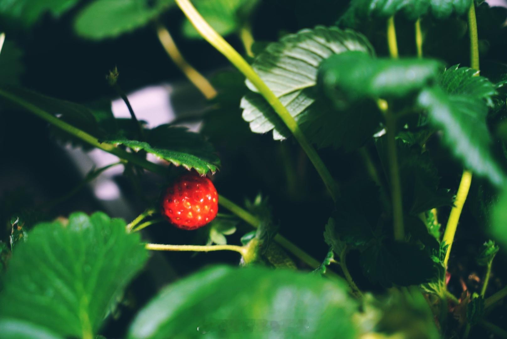 草莓熟了🍓 种植日记  阳台种菜  阳台花园[超话]  