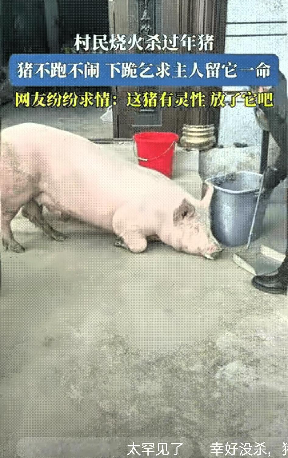 “科学都解释不清了！”贵州，一男子家准备杀年猪，天刚蒙蒙亮，家里就忙开了，水烧得