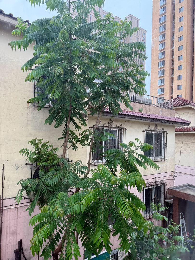 细雨绵绵 