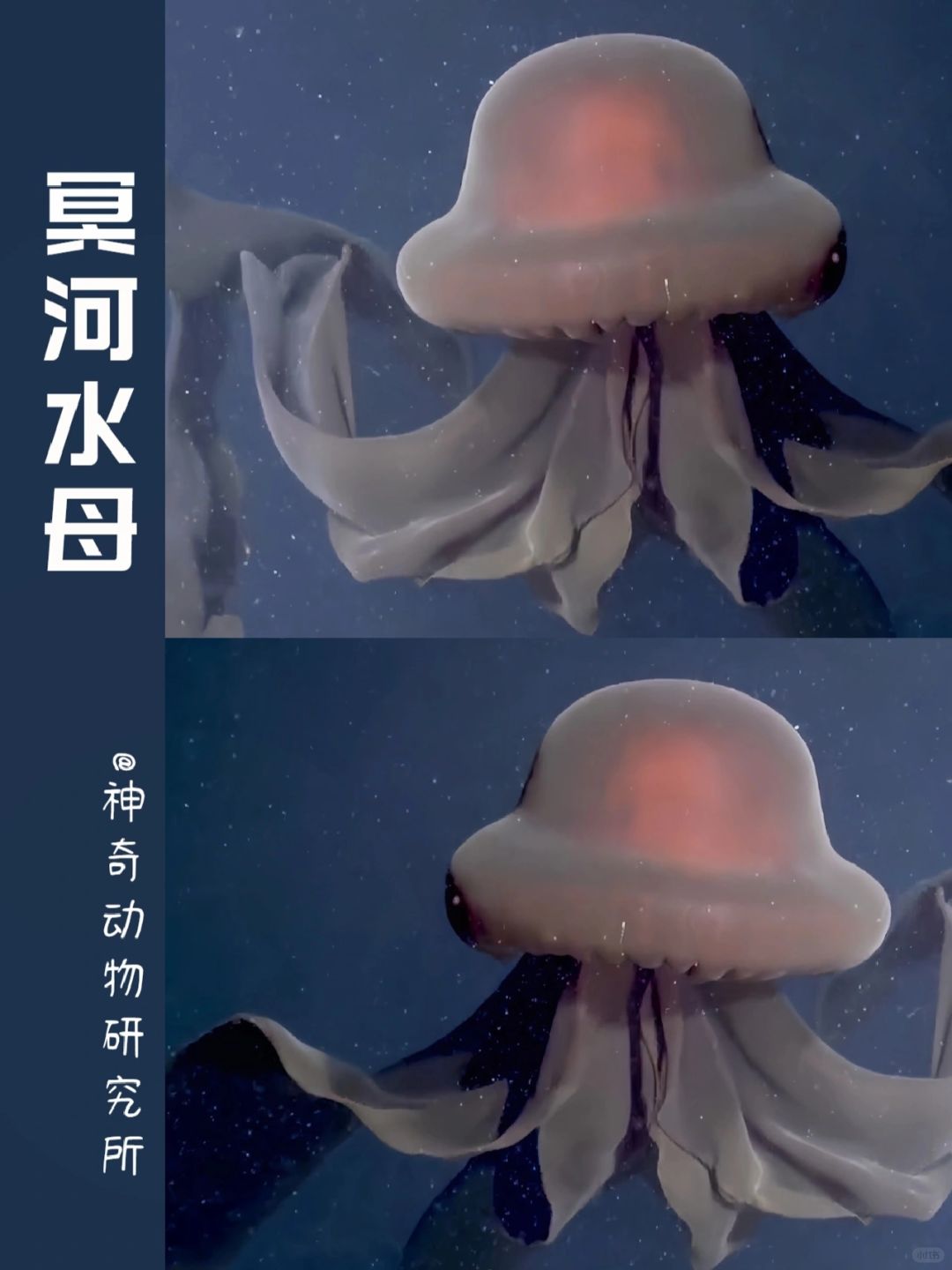 每天了解一种趣味动物👀冥河水母