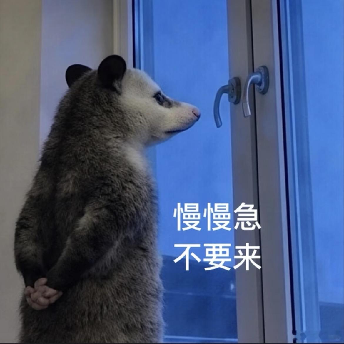 叛逆小负鼠表情包 