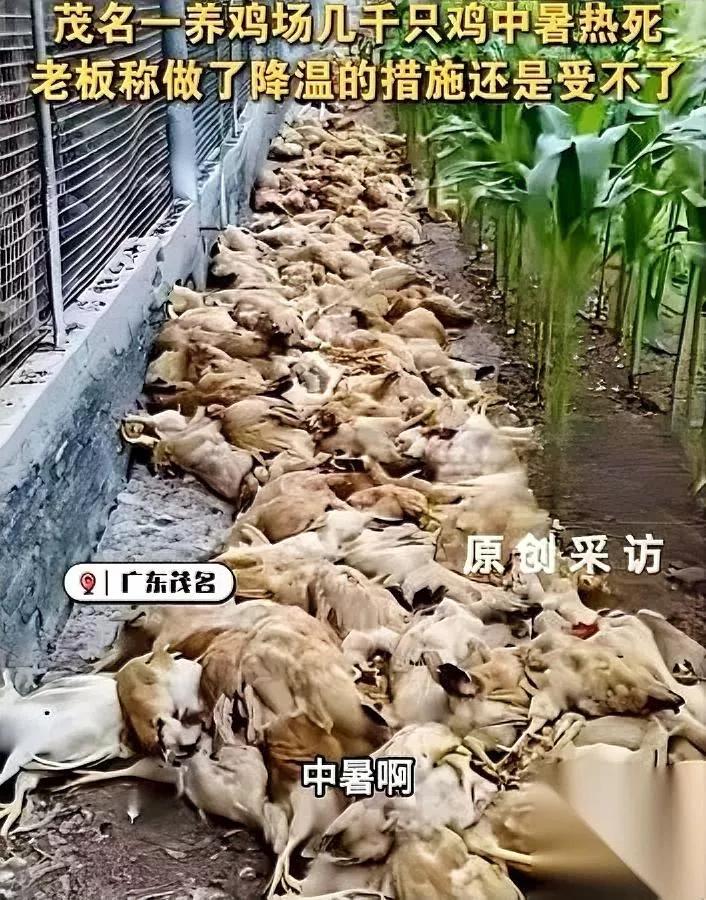 广东36度

鸡全死了

啥降温招都用了愣是没用？

真不是养殖户不上心，风扇开