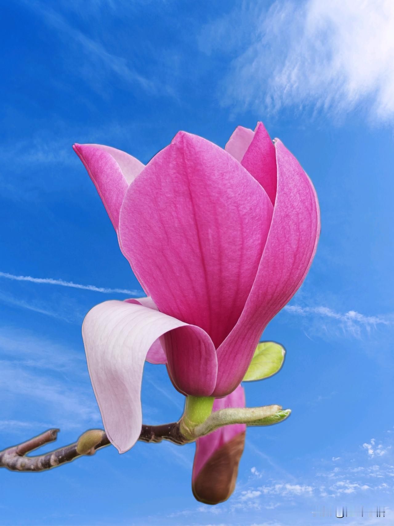 粉花映碧空，芳意满春风。