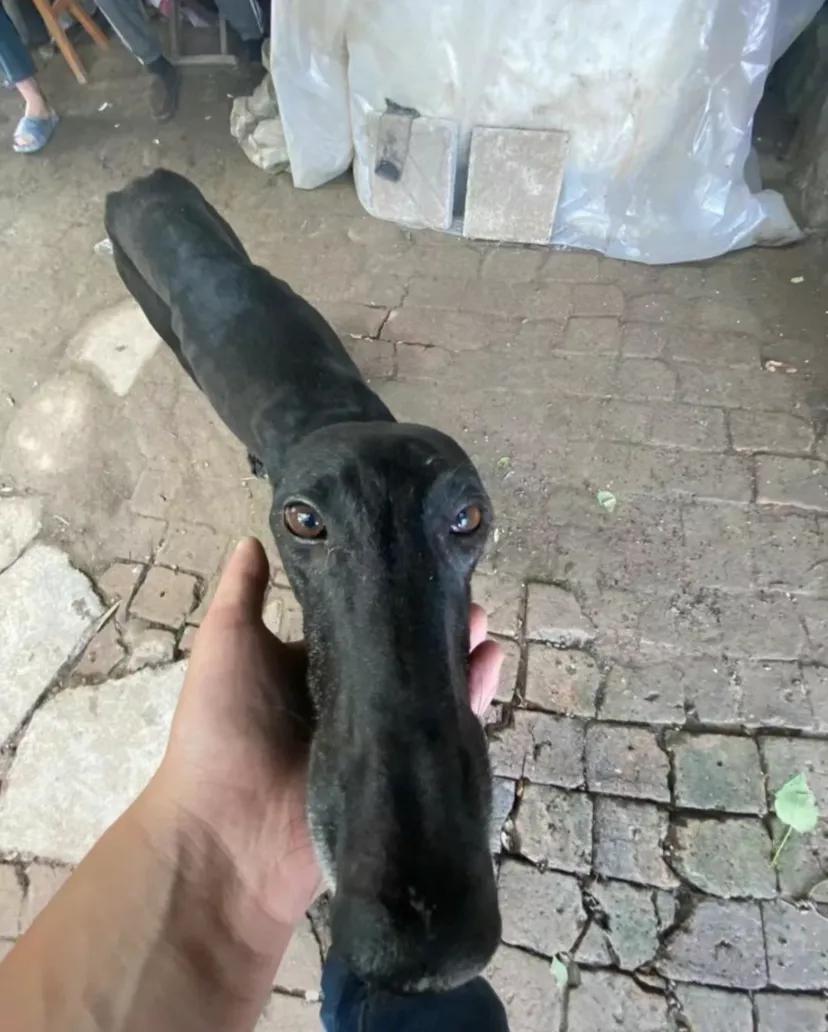 我家这狗养的怎么样可以吧细犬 #细狗