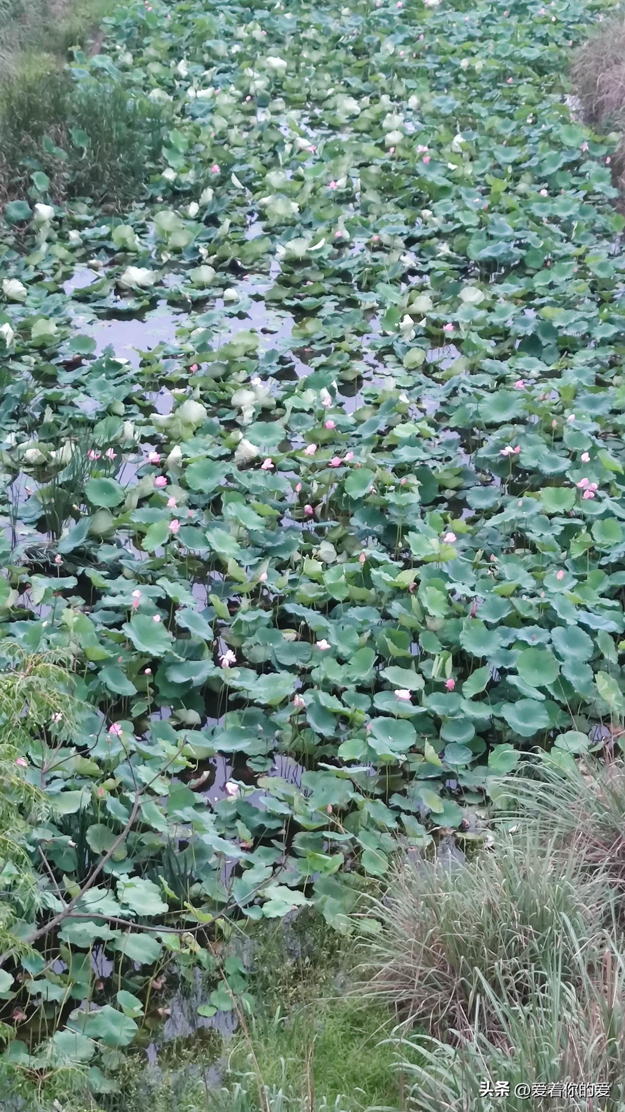 夏日的午后，阳光如金粉般洒落在静谧的湖面上，微风轻拂，涟漪荡漾，仿佛湖面也在轻声
