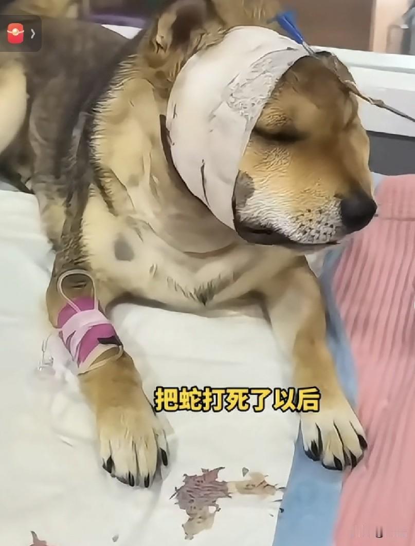 一条毒蛇爬向女主人，虽然狗子很怕，但还是义无反顾的扑上去叨住毒蛇，将蛇叨走。
最