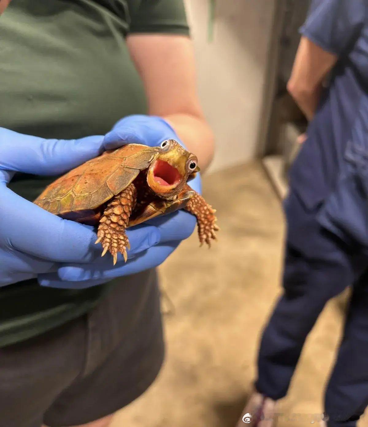 兽医在给乌龟做检查时，抓住了它，乌龟的反应非常激烈。 