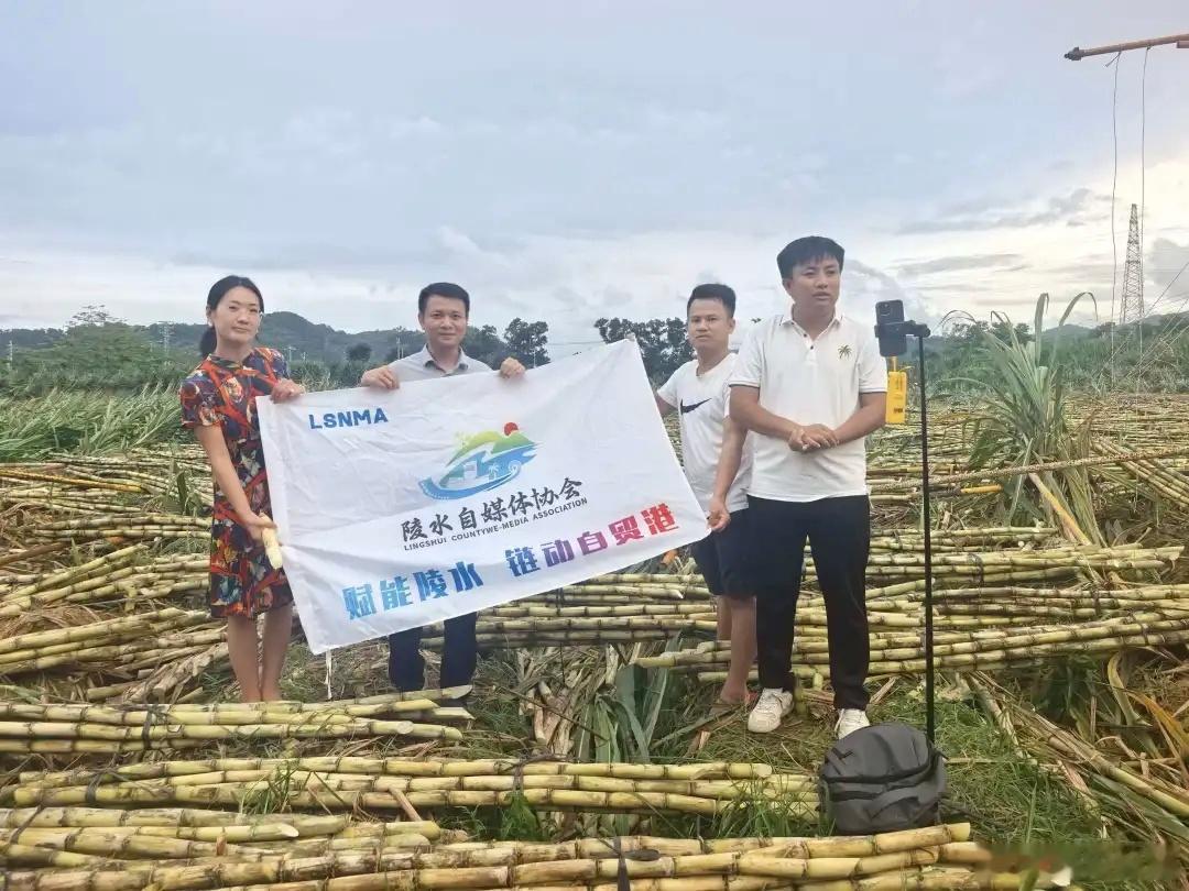 网络名人海南行 受台风“美莎克”影响，陵水光坡镇武山村120亩甘蔗地里，80亩甘