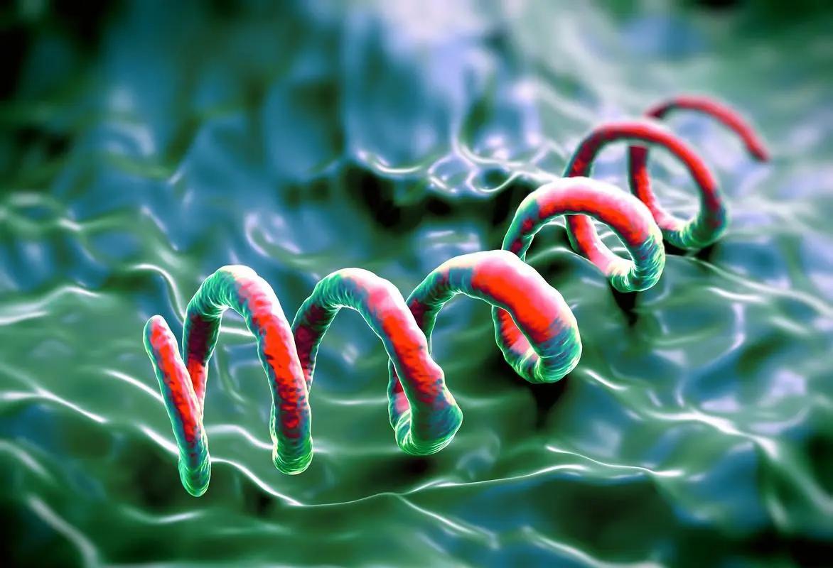 梅毒的潜伏期有多长？是如何发展的？

梅毒是由螺旋体的一种称为苍白螺旋体（Tre