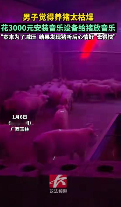 解释不清了！近日广西桂林，男子因为养猪实在无聊，就在猪舍中安装了一套音乐设备，让