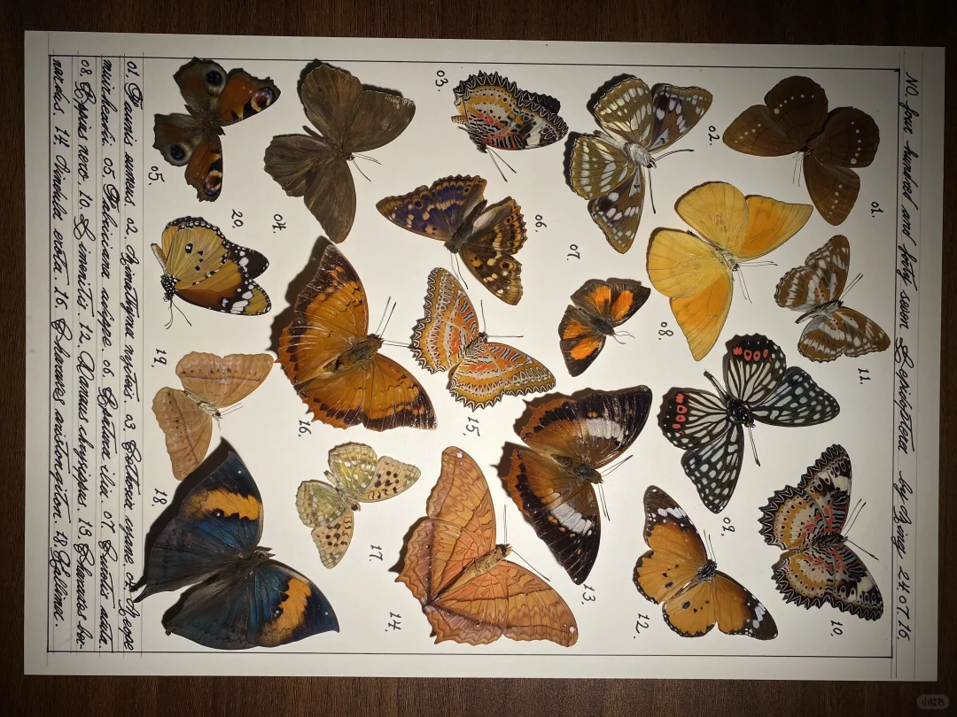 今晚我又在做蝴蝶标本图鉴啦