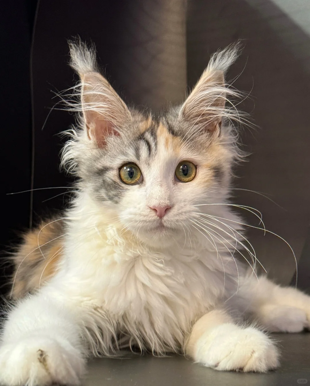 缅因｜三花真的好多人喜欢❤️