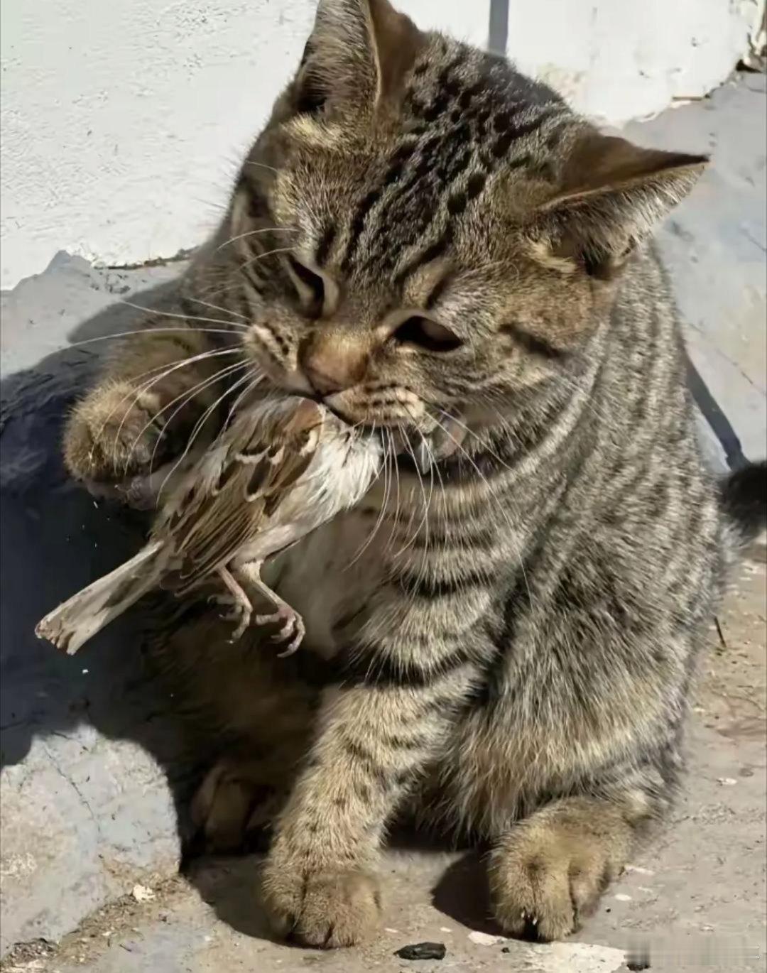狸花猫带去农村第一天就给我惹祸了，人家不知道怎么就抓住了一只麻雀，我赶紧上手去抢