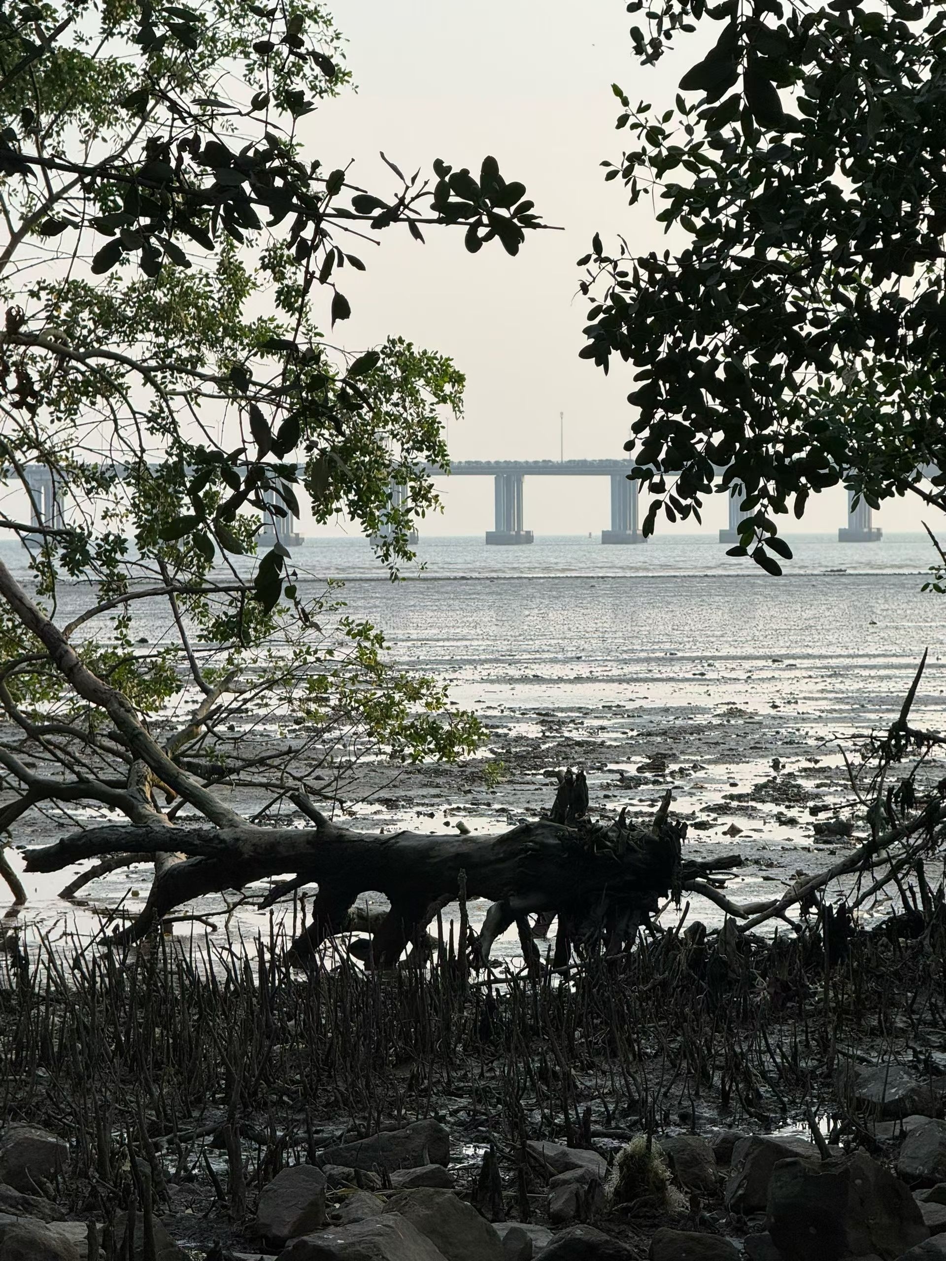 🚴风穿过树林，落日铺满滩涂，骑行沿途所有风景，都是大自然递来的浪漫 深圳·宝安