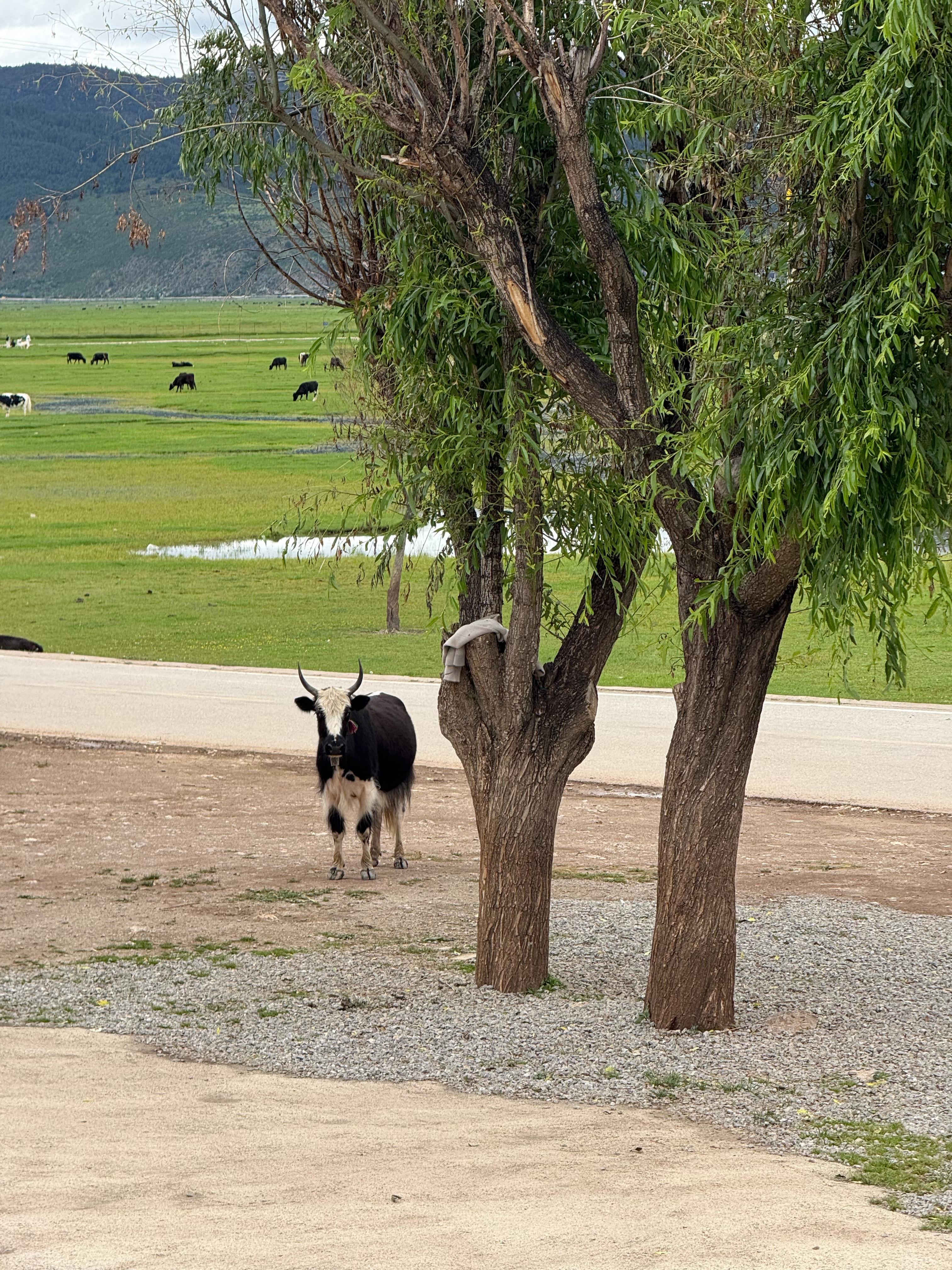 旅途笔记 迪庆