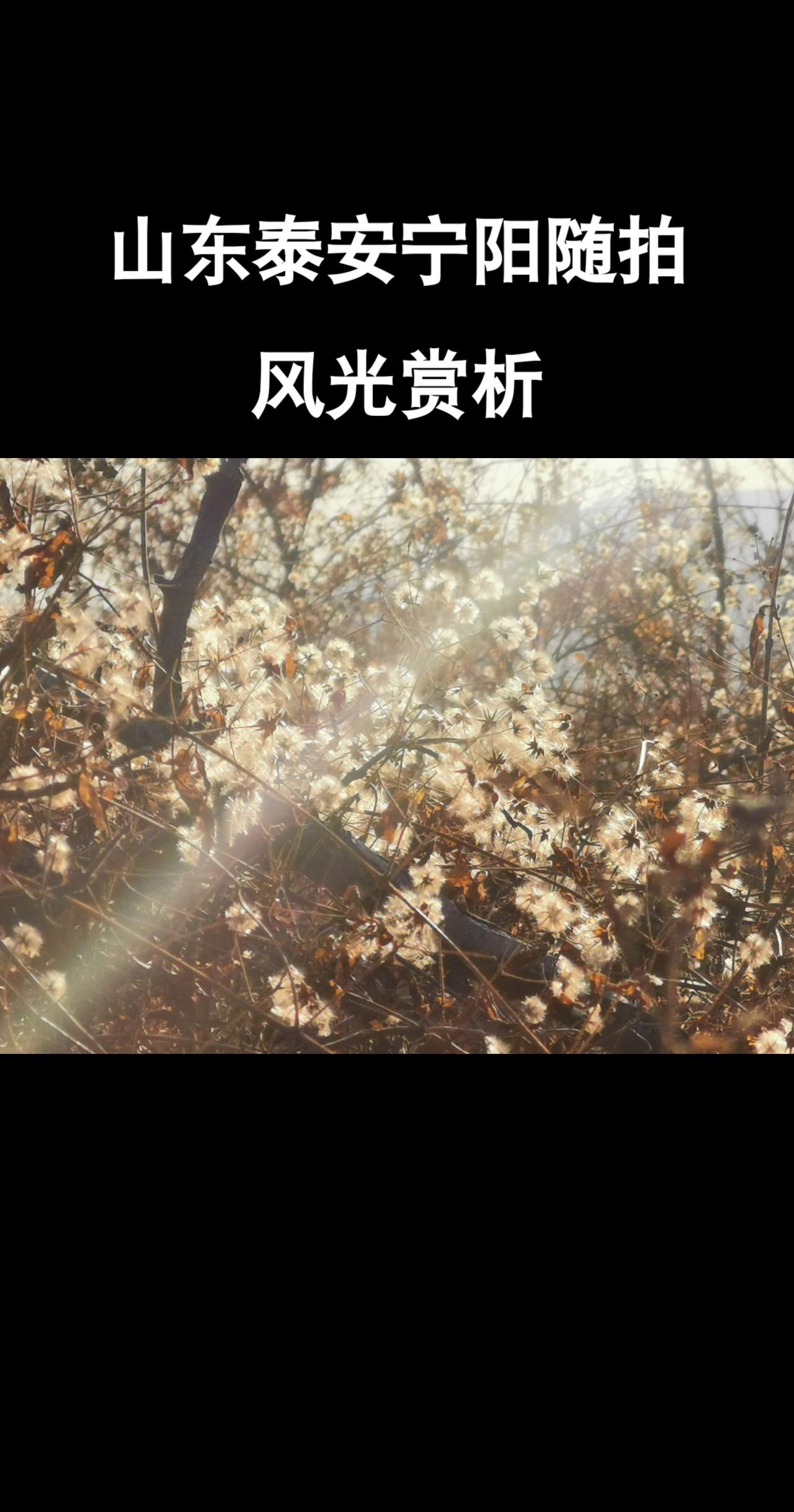 山东宁阳老家历史回忆